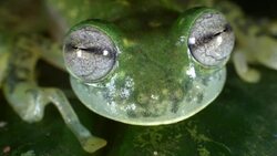 Maria's Giant Glass Frog (Nymphargus mariae) blinking Stock Footage