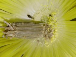 MS ZI Shot of Bagworm positioned in center of Thin petalled yellow flower with several other insects / Namaqualand, Northern Cape, South Africa Stock Footage