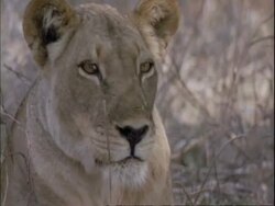 CU Lionesses face looking out past camera, Mana Pools, Zimbabwe Stock Footage