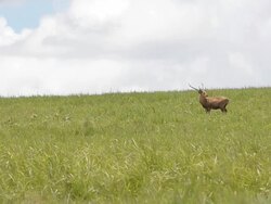 hart still here Stock Footage