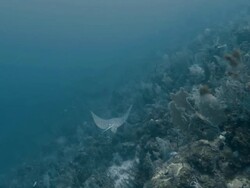 "Eagle ray swimming aside coral with other species of fish in the Caribbean, camera tracking its path" Stock Footage