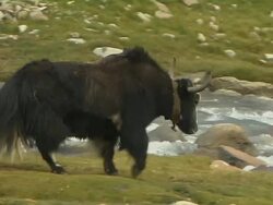 Long Shot Follow Shot Yak Walking Near River Lhasa Tibet China  Stock Footage