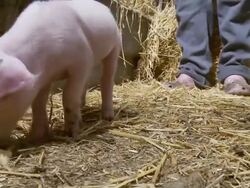 HD: Farmer And A Piglet Stock Footage