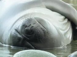 CU, Southern elephant seal (Mirounga leonina) lying in shallow water and scratching, headshot, South Georgia Island, Falkland Islands, British overseas territory Stock Footage