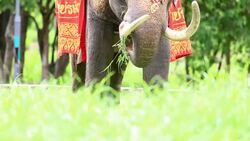 Elephant Eating Stock Footage