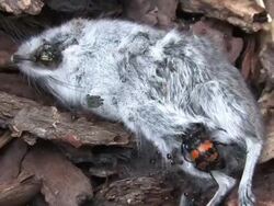 mouse deconstruction Stock Footage