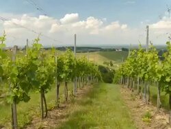 HD CRANE: Famous Slovenian Vineyards Stock Footage