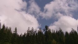 Fluffy clouds float over an evergreen forest. Stock Footage