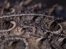 PAN Scaly, thorny spine and head of a horned lizard / Sonoran Desert, Arizona, United States Stock Footage