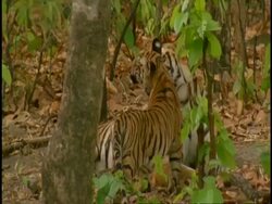 Royal Bengal tiger (Panthera tigris tigris) adult interacting with young, Bandhavgarh National Park, India Stock Footage