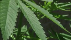 CLEAN : Uncertain future for the law on cannabis in Uruguay News Clip