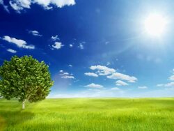 Green field over blue clear sky Stock Footage