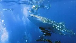 Endangered Species Pelagic Whale Shark (Rhincodon types) swimming with Cobia (Rachycentron canadum) and people.  A perfect demonstration of primal instinctive animal behaviour. A symbiotic relationship that ensures their success and survival as a species. Stock Footage