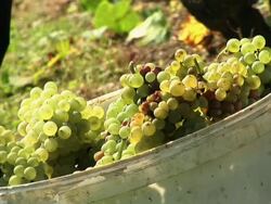 HD: Working in the vineyard Stock Footage