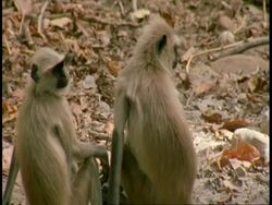MS pair of Hanuman Langur, Semnopithecus entellus, mutual grooming, Bandhavgarh National Park, India Stock Footage