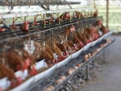Eggs chicken farm Stock Footage