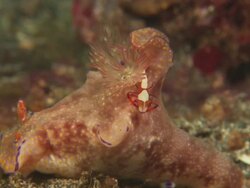 Nudibranch, imperial shrimp, Indonesia  Stock Footage
