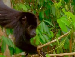 Howler monkey gently takes fruit from man's hand and crawls away Stock Footage