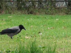 Crow Stock Footage