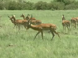 Medium Long Shot - A herd of gazelles roams a grassy savanna / Kenya Stock Footage