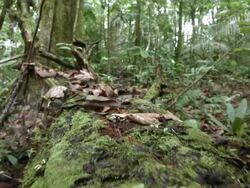 Tracking along a fallen tree trunk in Amazonian rainforest in Ecuador with army ants. Stock Footage
