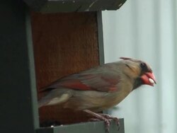 Bird Feeder Stock Footage