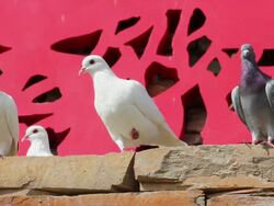 LS CU Dove with chinese traditional paper cut patterns/xian,shaanxi,China Stock Footage