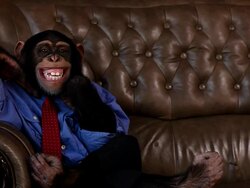 Boss Chimp Big Smile Stock Footage