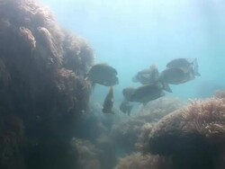 MS POV Fish swimming near coral reef  AUDIO / Queensland, Australia Stock Footage