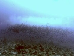 Spawning surgeonfish (Acanthuridae). These fish congregate in large shoals to spawn, releasing their eggs and sperm. Stock Footage