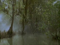 WA Misty mangrove swamp forest, Sunderbans, India Stock Footage