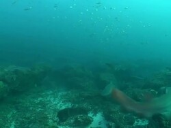 MS Shot of Ragged tooth shark aggregation swimming and drifting with current above coral reef and seabed with various fish / Aliwal Shoal, Kwa Zulu Natal, South Africa Stock Footage