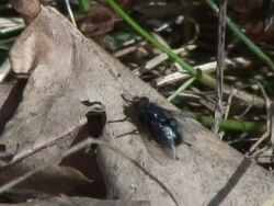 Fly in the forrest Stock Footage