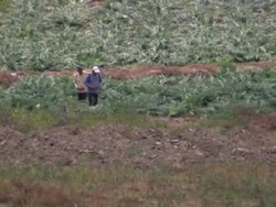 "Workers in field gathering green leafy crops with large baskets on their backs, Lambayeque, Peru [PerÃƒÂº]" Stock Footage
