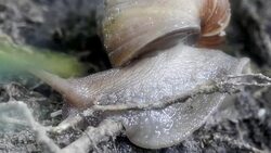snail Stock Footage