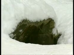 CU Wolverine, Gulo gulo, in burrow covered in snow, Arctic Circle Stock Footage
