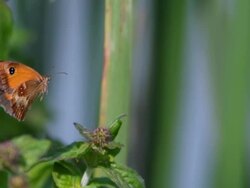 CU SLO MO Shot of Gatekeeper Butterfly, pyronia tithonus, adult in flight / Calvados, Normandy, France Stock Footage