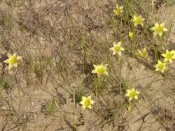 MS PAN Shot of Yellow cup shaped flowers growing close to ground / Namaqualand, Northern Cape, South Africa Stock Footage