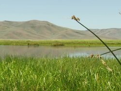 Scenic Marsh Wetland in Idaho Stock Footage