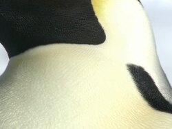 CU TU View of penguin head  AUDIO / EkstrÃƒÂ¶m Ice Shelf,Atka Iceport Emperor Penguin Colony, Queen Maud land, Antarctica Stock Footage