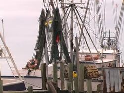 shrimp nets Stock Footage