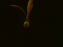 High Speed - BCU Seed spinning down through frame, black background Stock Footage