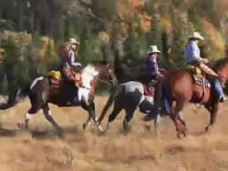 Cowboy and Cowgirls galloping on horseback through the mountain foothills Stock Footage