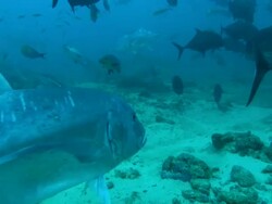 Giant trevally, Caranx ignoblis, Fiji, South Pacific  Stock Footage