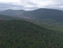 Ballochbuie Forest Stock Footage