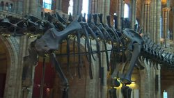 Dinosaur skeleton in Natural History Museum News Clip