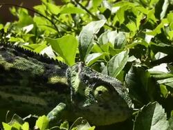 Chameleon Stock Footage