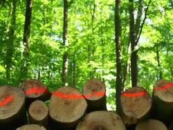 HD Stack of Wood in Spring Forest Dolly Shot (4:2:2) Stock Footage