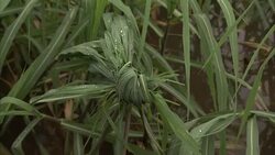 Hand held shot of close up on knotted reeds Stock Footage