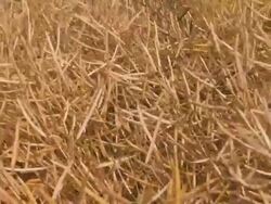 Oil Seed Stock Footage